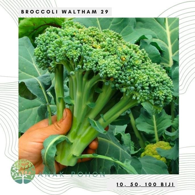 

fresh !!! Benih / Bibit / Biji - Broccoli Waltham 29 Seeds - IMPORT murah