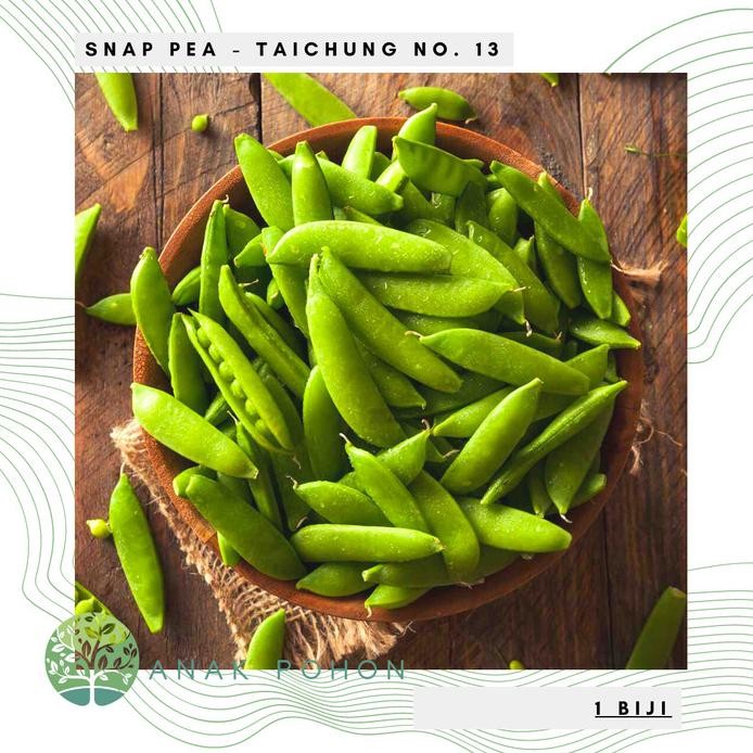 

fresh !!! Benih Bibit Biji - Kacang Kapri Polong Snow Pea Taichung No. 13 Seeds