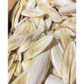 eqw-68 ul-64 TULANG SOTONG BESAR 1 PCS UKURAN 18CM - 20CM CUTTLE FICH CUTTLEFISH BONE CANGKANG CUMI 