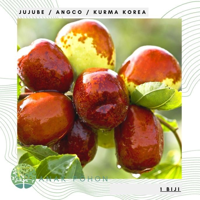 fresh !!! Benih Bibit Biji - Buah Jujube Angco Kurma Korea Kurma China Seeds