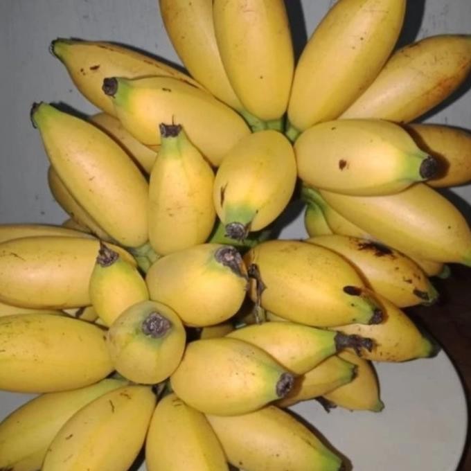 bibit tanaman buah pisang mas / pohon buah pisang emas bibit unggul