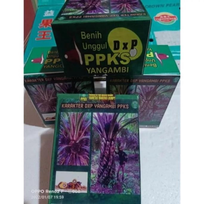 bibit benih tanaman ppks yangambi