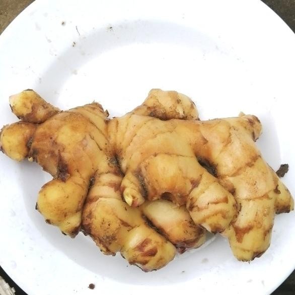

Promo!!! Jahe Putih Segar/Jahe Gajah 500 Gram nUg