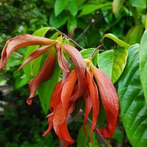 Tanaman Bibit Langka Kenanga Merah