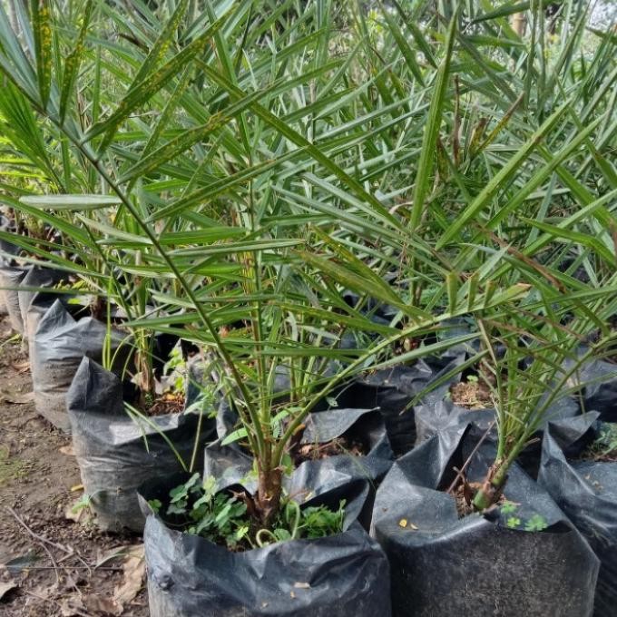 Bibit Tanaman Kurma Tropis | Kurma Tropis Hibrida