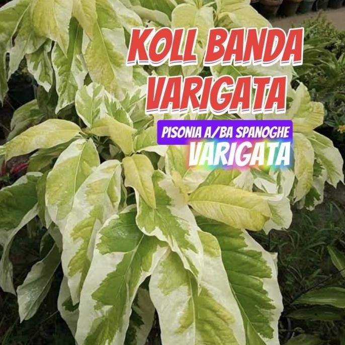 KOL BANDA VARIGATA TANAMAN HIAS INDAH KUNING NGEJRENG HIAS TAMAN LANDSCAPE TERAS INDOR OUTDOR BIBIT 