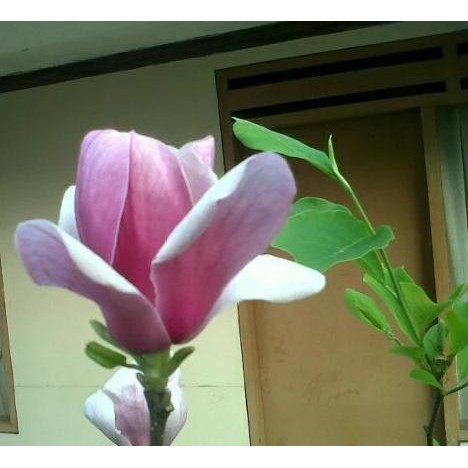 Bibit tanaman cempaka ungu