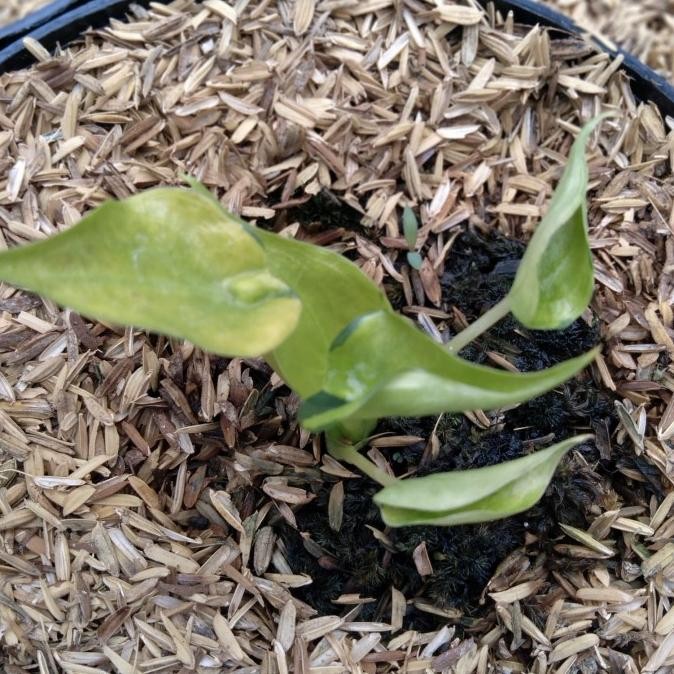 tanaman colocasia cuculata variegata (bibit)