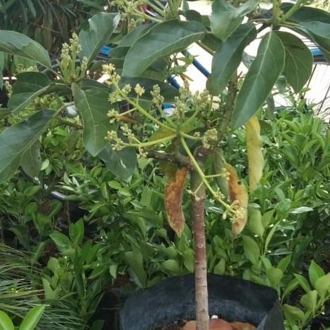 bibit tanaman alpukat aligator/miki/ kondisi sudah berbunga murah