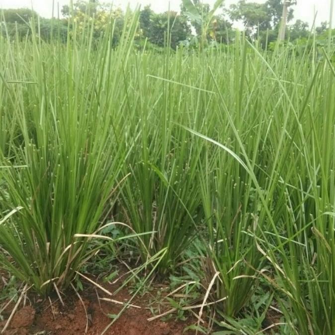 Bibit rumput vetiver - Rumput vetiver 500 batang - Tanaman akar wangi