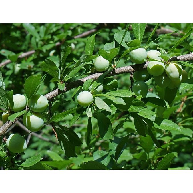Bibit Tanaman Buah Plum Hijau