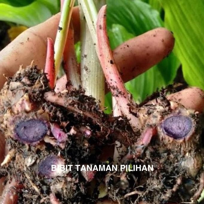 BIBIT TANAMAN KUNIR KUNYIT HITAM ASLI OBAT HERBAL LANGKA KOEMPFERIA