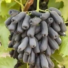 bibit tanaman buah anggur moondrop ANGGUR IMPORT MOONDROP PALING LARIS