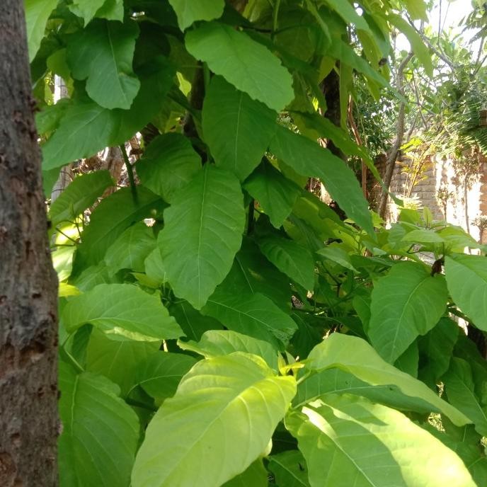 bibit tanaman kol banda 1 meter up