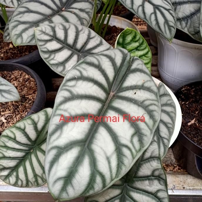 Bibit Tanaman Hias Alocasia Tengkorak Silver - Tengkorak Silver