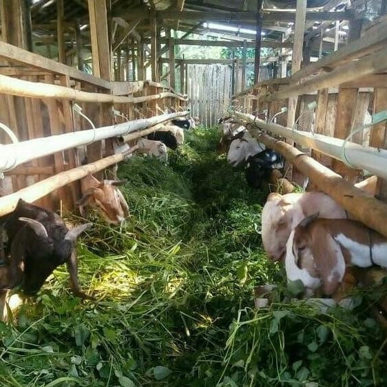 

Susu Kambing Etawa Murni / Etawa Murni Dan Segar 1 Liter Terlaris