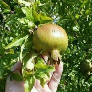 Bibit Tanaman Buah Delima Putih Berbuah atau Berbunga