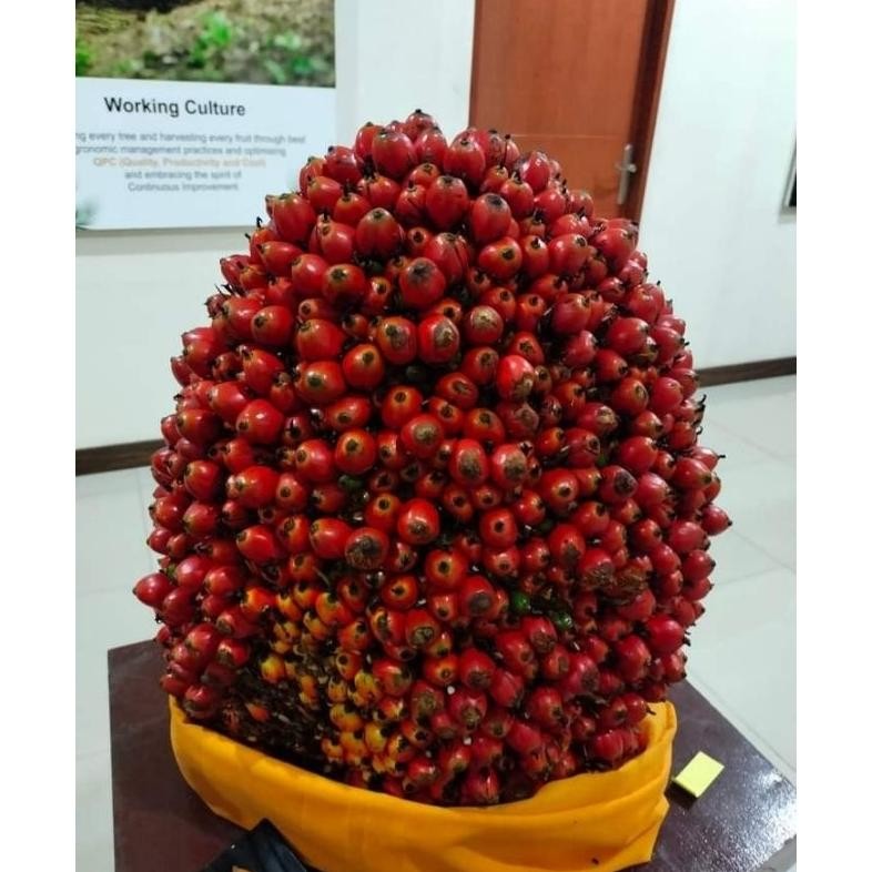 Bibit Benih Kecambah Sawit DXP SRIWIJAYA 6 (250 butir)