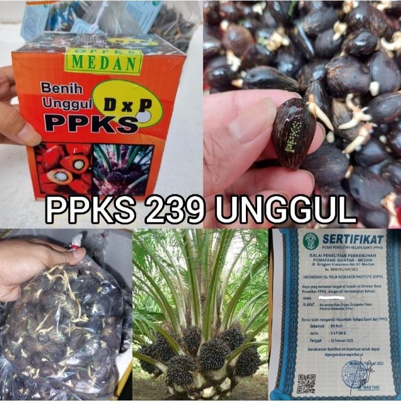 Benih Bibit kecambah sawit PPKS DXP 239 UNGGUL ber sertifikat