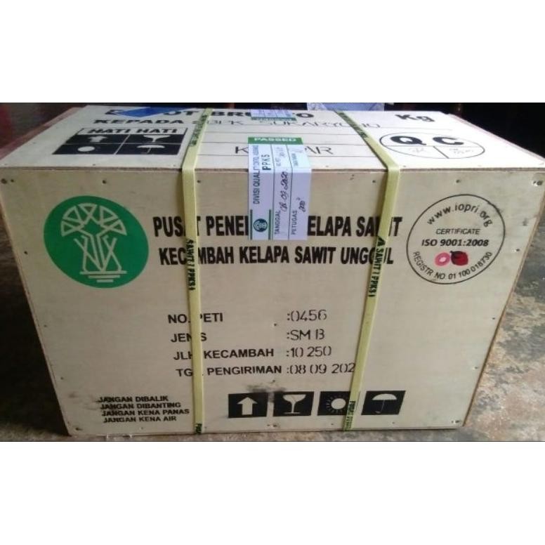 bibit kecambah sawit medan