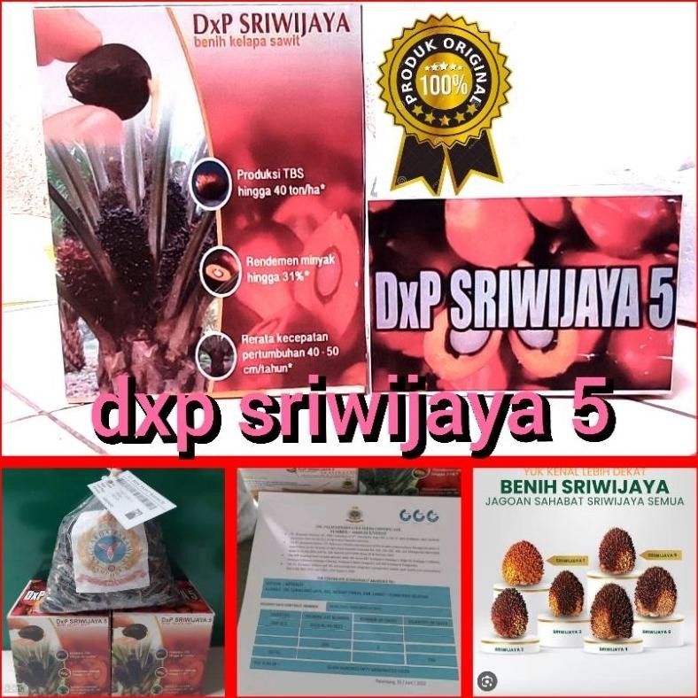 Bibit kecambah sawit Sriwijaya 5