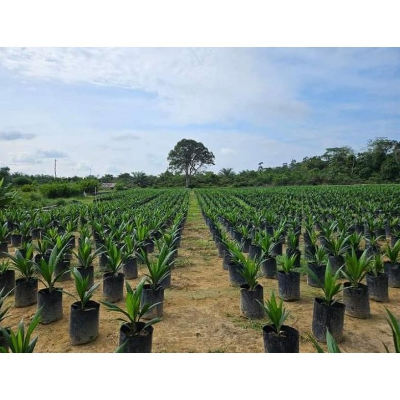 Bibit Benih Kecambah sawit Ppks 540 asli Medan (250 butir)
