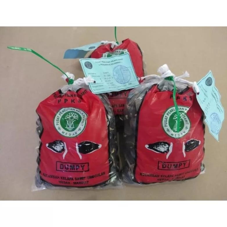 Bibit kecambah sawit ppks marehat dumpy