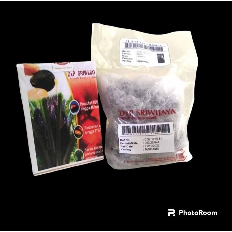 BENIH KECAMBAH SAWIT DXP SRIWIJAYA 5 & 6 UNGGULAN