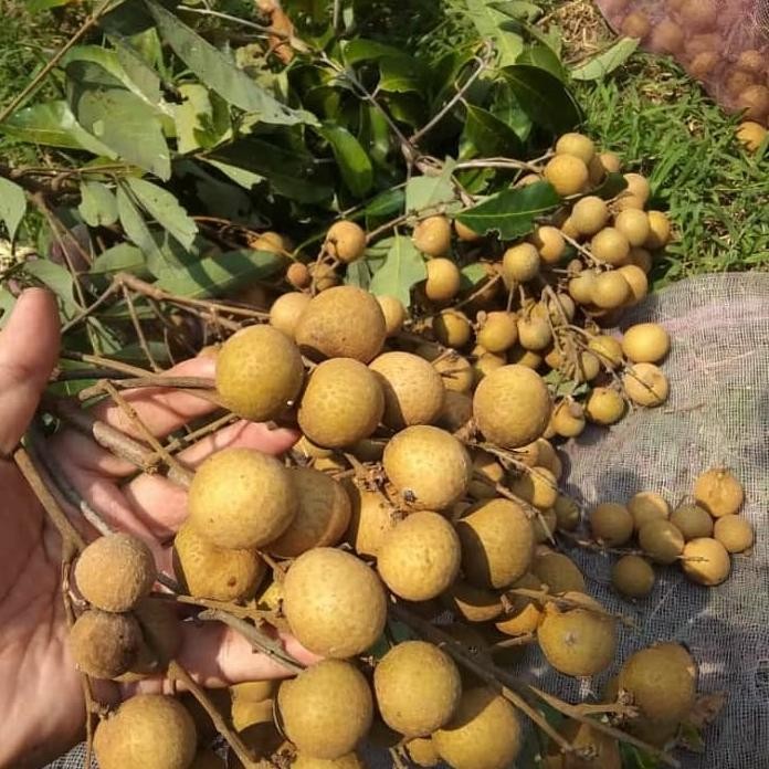 BIBIT BUAH KELENGKENG NEW  KRISTAL - BIBIT KELENGKENG NEW KRISTAL - LENGKENG NEW KRISTAL - BIBIT KEL