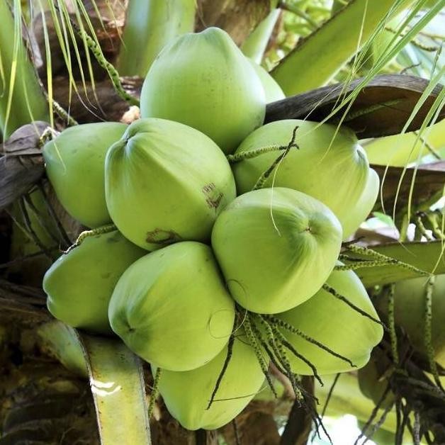 Bibit kelapa pandan wangi Thailand F1