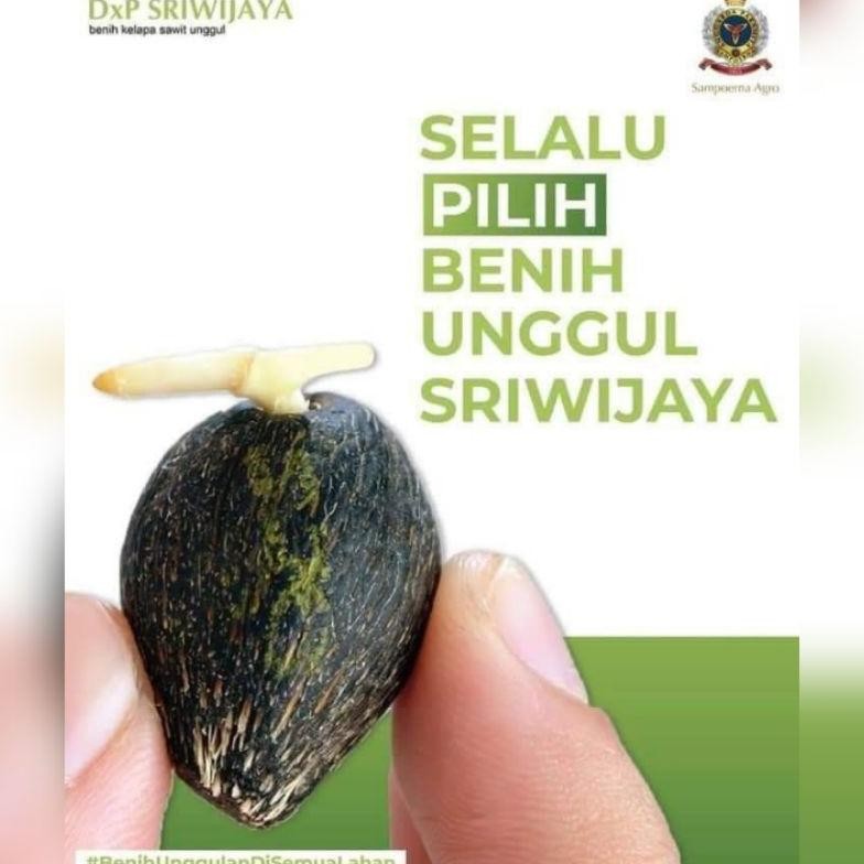benih sawit DxP SRIWIJAYA 5