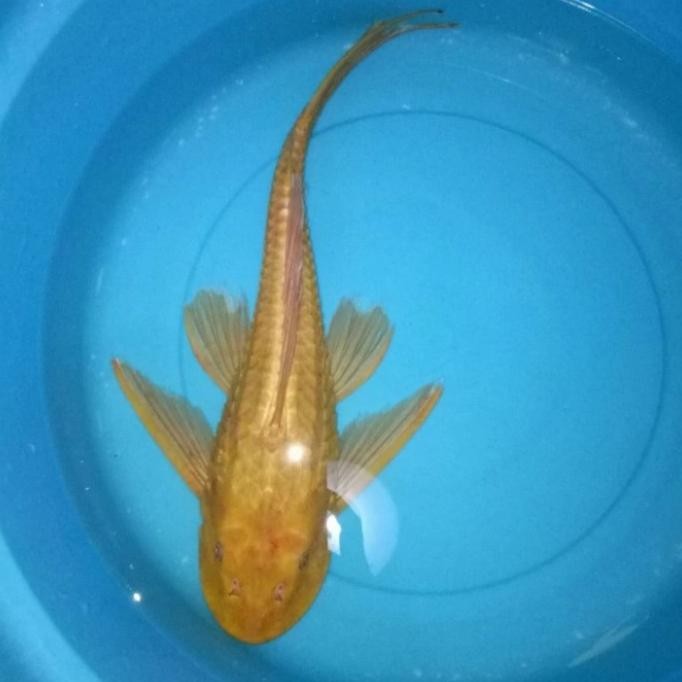 IKAN SAPU2 ALBINO PEMBERSIH KACA SIZE 20CM