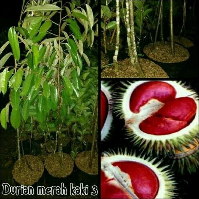 Tanaman buah durian merah kaki 3 BARANG SUPER
