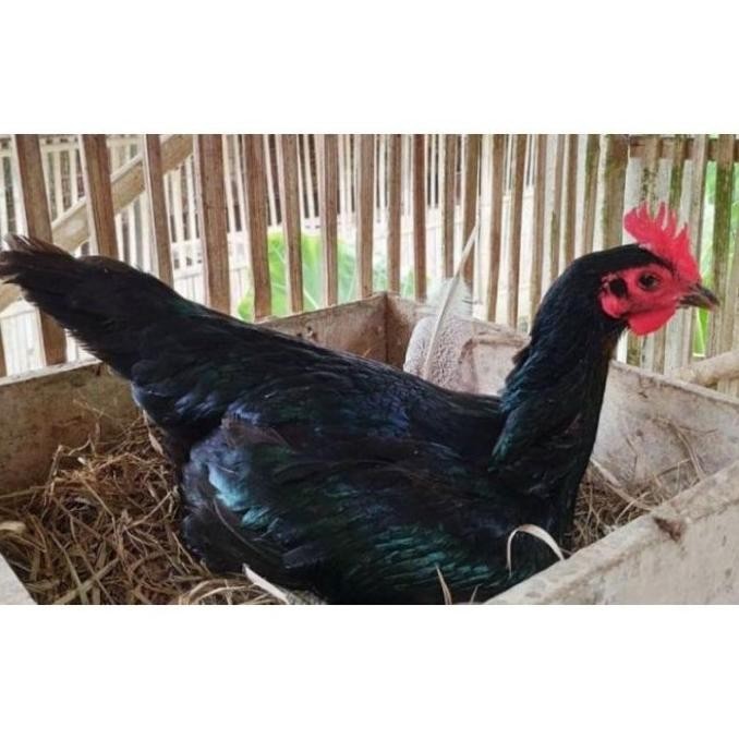 

TELUR AYAM PAMA NINJA IQ F1/TELUR VERTIL PETARUNG