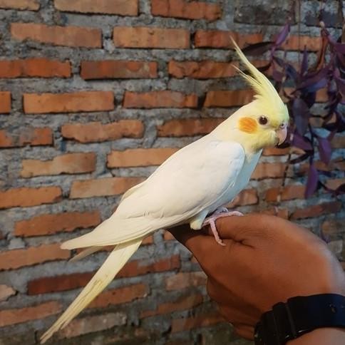 ready Burung Cockatiel Falk Parkit Australia Kuning Lutino Mata Merah