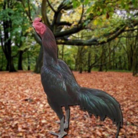 

TELUR AYAM PAKHOY BERJENGGOT VERTIL SIAP DI TETASKAN JAMINAN SUPER OIGINAL BERGARANSI