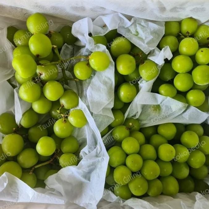 

Grosir Buah Anggur Muscat Fresh / Anggur Muskat Hijau Manis Segar Tanpa Biji