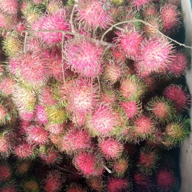 

Grosir Buah Rambutan Manis Curah Per 1 Kg