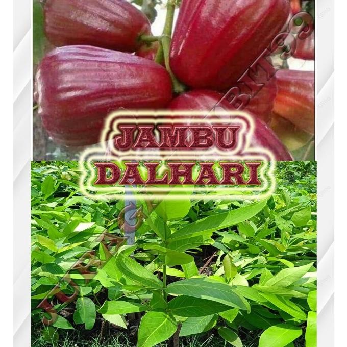 Bibit jambu dalhari okulasi || Tanaman jambu air dalhari MMMM