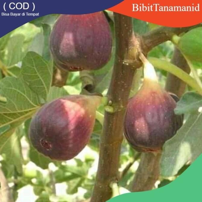 Terlaris bibit buah tin cangkok bibit tanaman buah dalam pot UNGGULAN