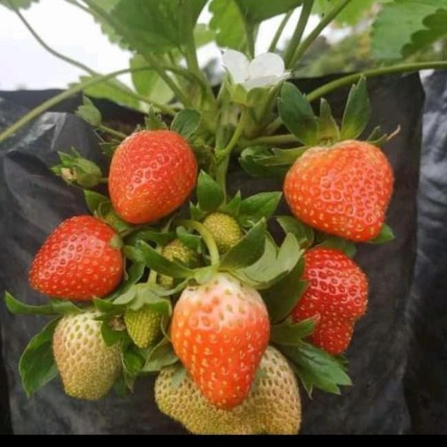 BIBIT TANAMAN BUAH STRAWBERRY KOREA Az