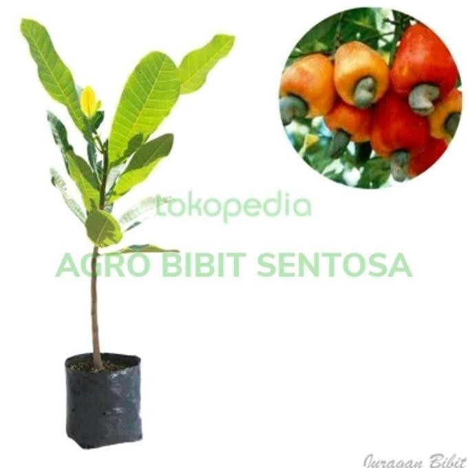 POHON bibit pohon tanaman buah jambu mente - mete - mede - monyet Auu