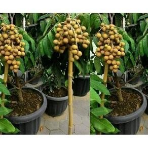 Terlaris BIBIT TANAMAN BUAH MATOA SUPER MANIS / Cepat berbuah stek