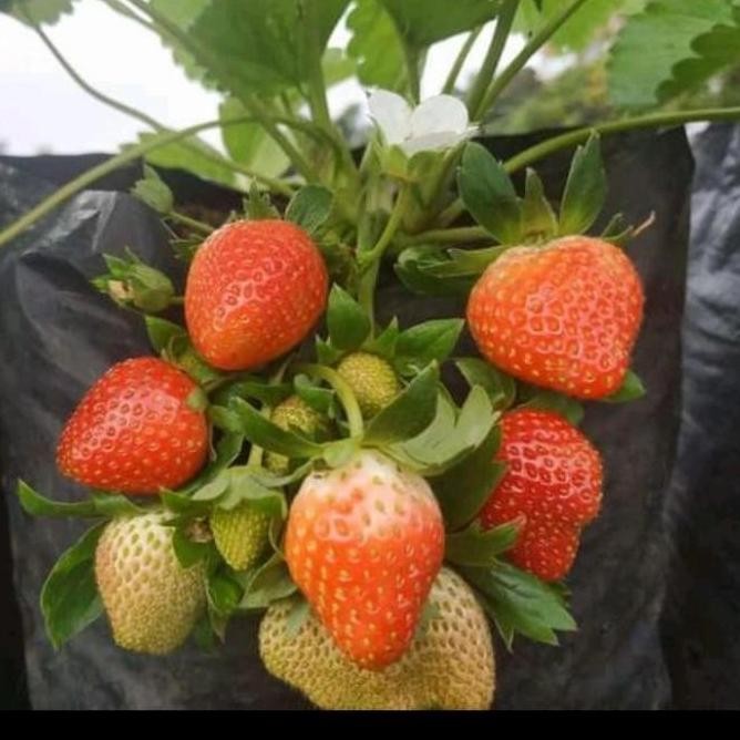 BIBIT TANAMAN BUAH STRAWBERRY KOREA Az