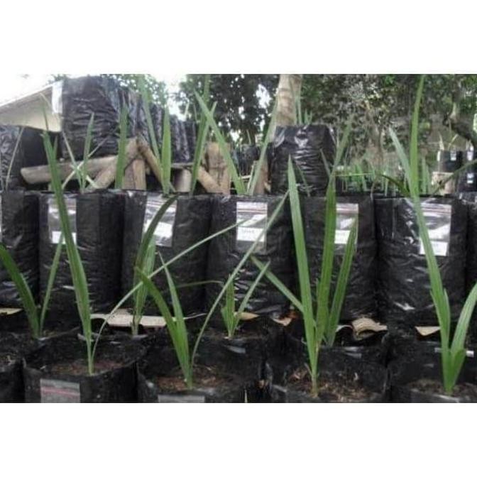 Terlaris Tanaman Bibit Buah kurma kl1 okulasi cepat berbuah gosggu