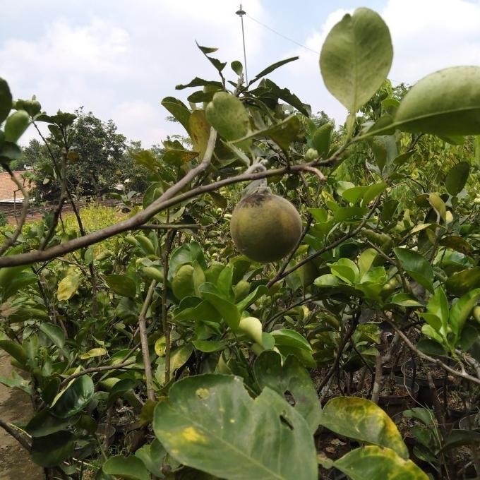 Terlaris bibit tanaman buah jeruk bali sudah berbunga atau berbuah