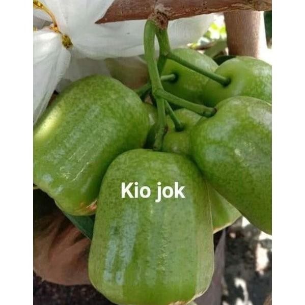 Bibit jambu kiojok MMMM