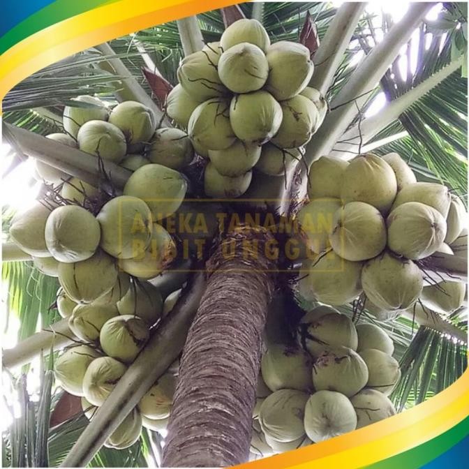 Bibit Kelapa Genjah Entok - Kelapa Entok Hijau Super Genjah MMMM