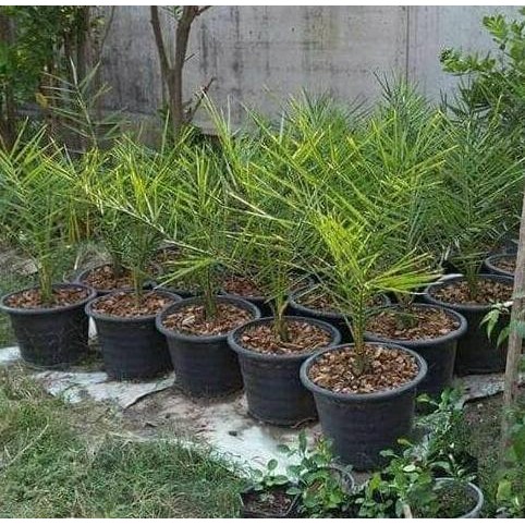 Bibit Kurma Kultur Jaringan / Pohon Kurma TOPz