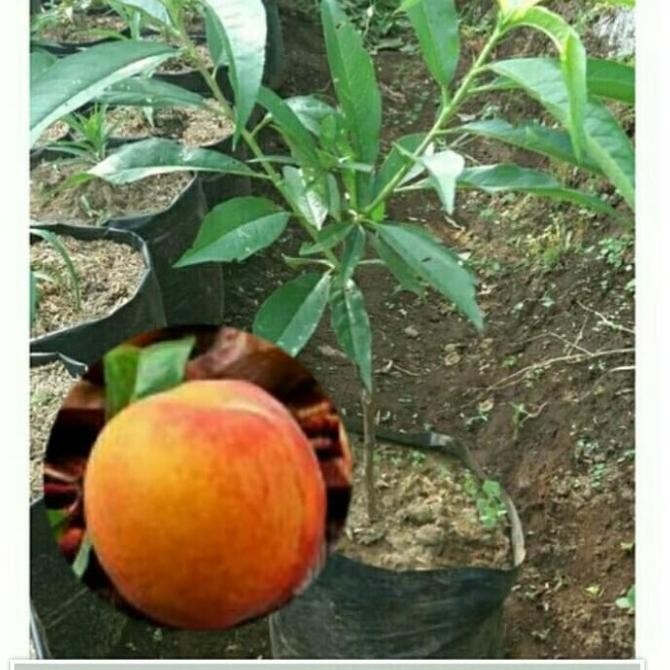 Terlaris Bibit Tanaman Buah Peach Holland/Persik Holland/Prunus
